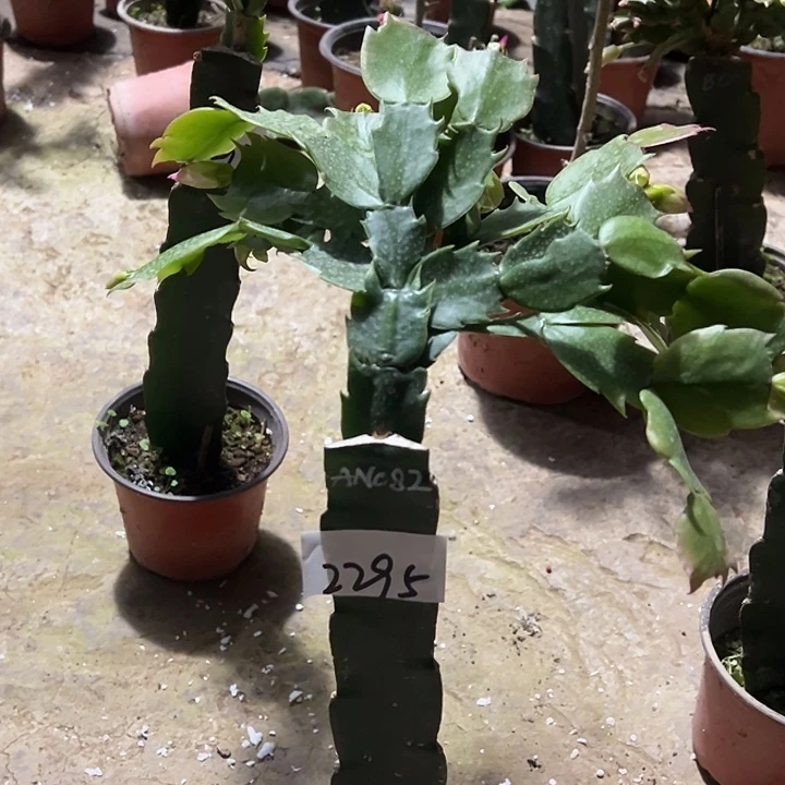 完全开放2295AN082