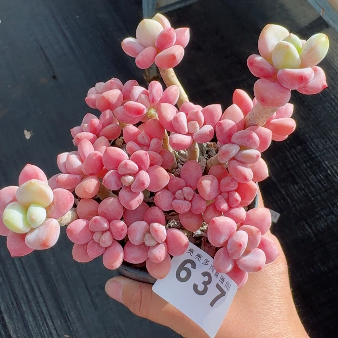 红洛神群生整装无砍