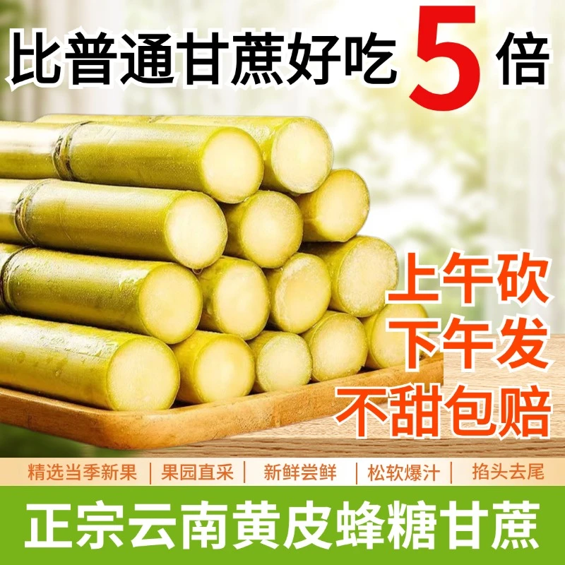 产地直发黄金甘蔗，清甜多汁，每一口都是大自然的馈赠！汁水饱满！