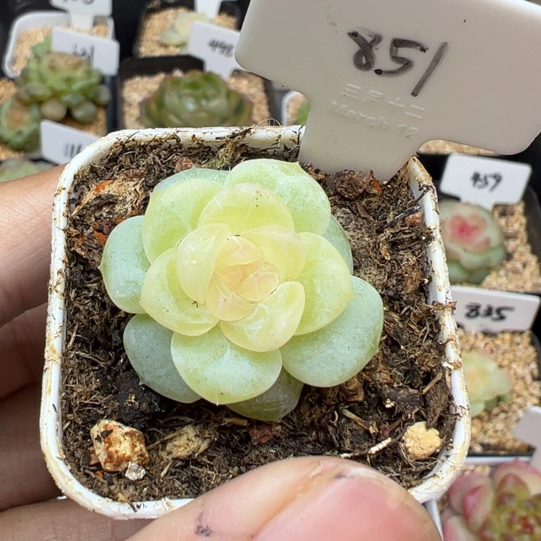﹋***℡851号无尽月，晗雨多肉