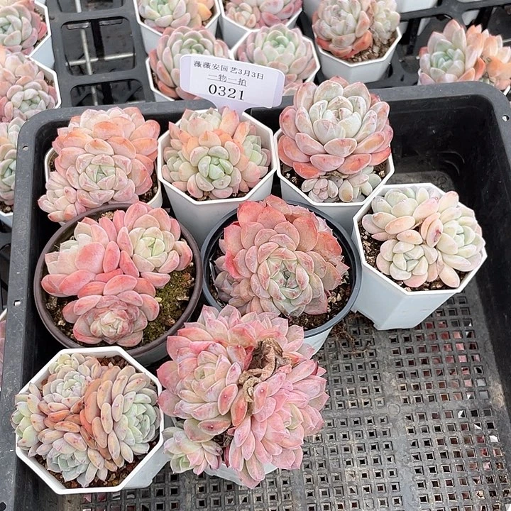 薇薇安园艺多肉0321