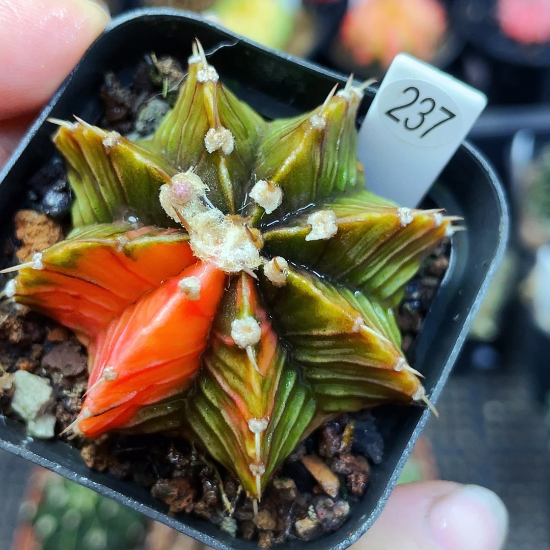 非偏远地区满25包邮仙人球