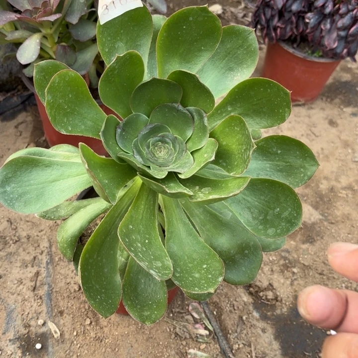 艳资多肉法师3162