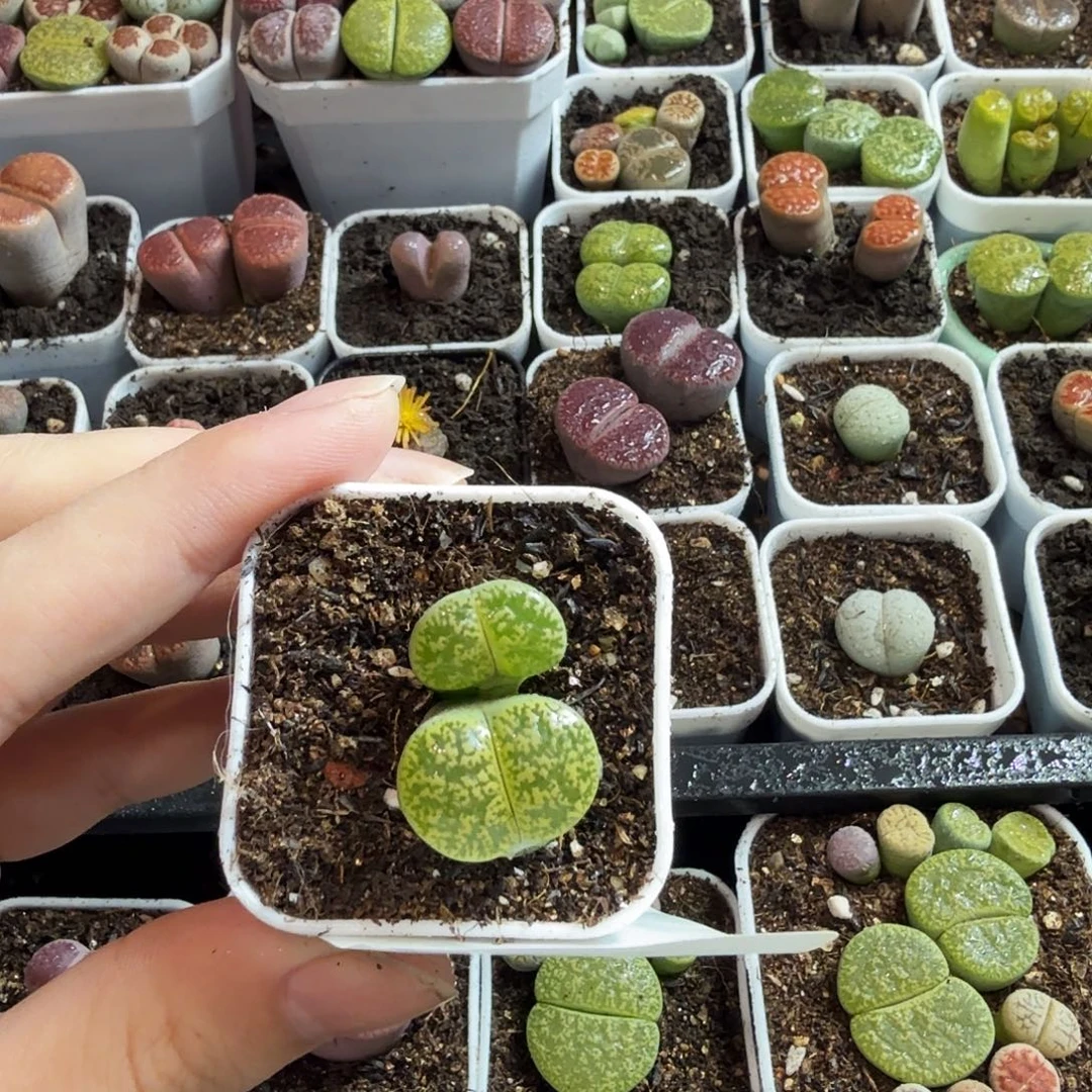 豪***豪多肉植物的生长发育939