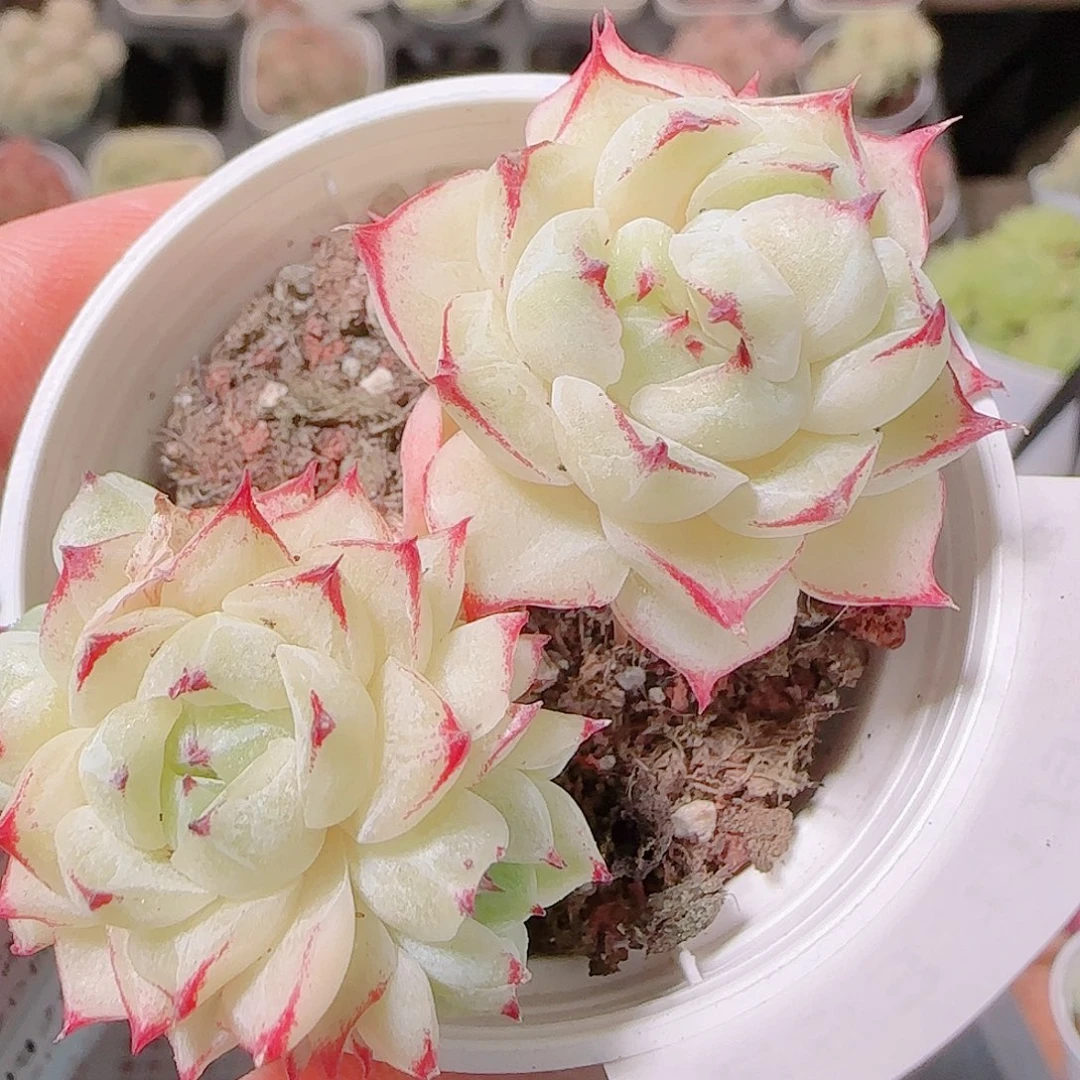 花语逸镜1126-253