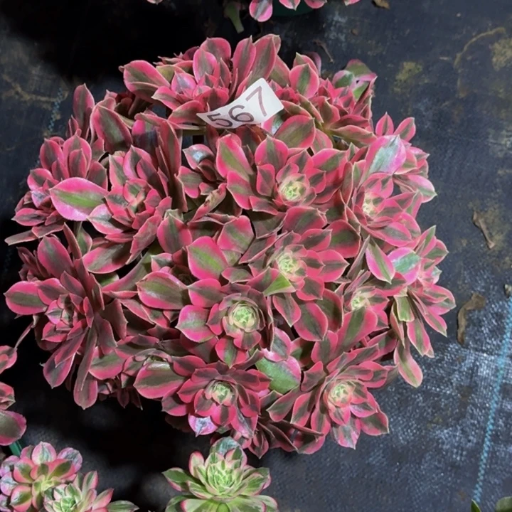 000000000567七彩石000