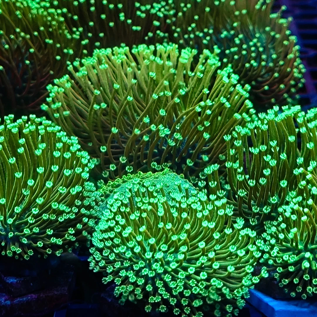 密须皮皮革新手试水生物Lpslps海水鱼缸活体珊瑚海缸生物易养活体