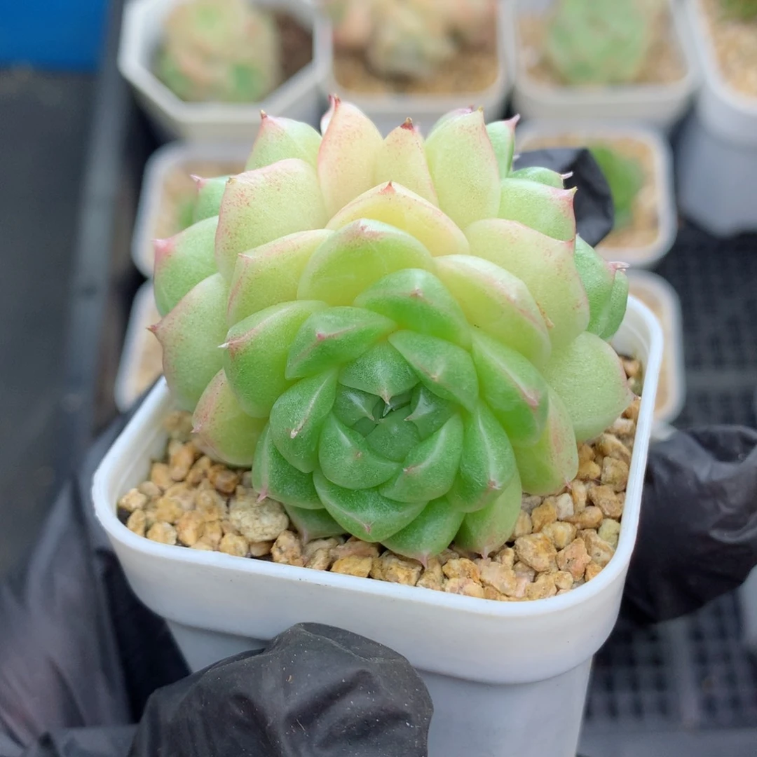 58包邮  群生不包整麦秆40