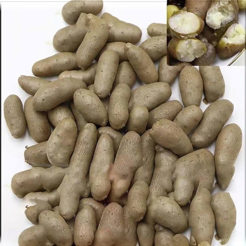 新鲜农家山药豆宝宝辅食现挖现发农家种植麦冬黄芪正宗党参杜仲正