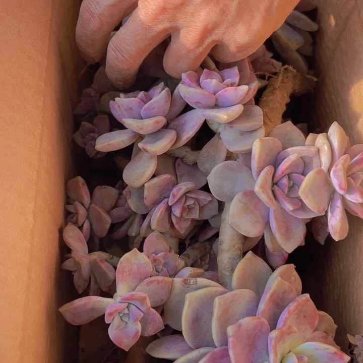 地栽瑕疵紫乐装箱（不售后）