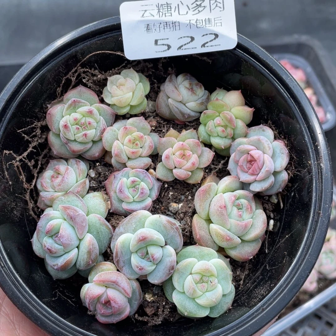 云糖心多肉植物522