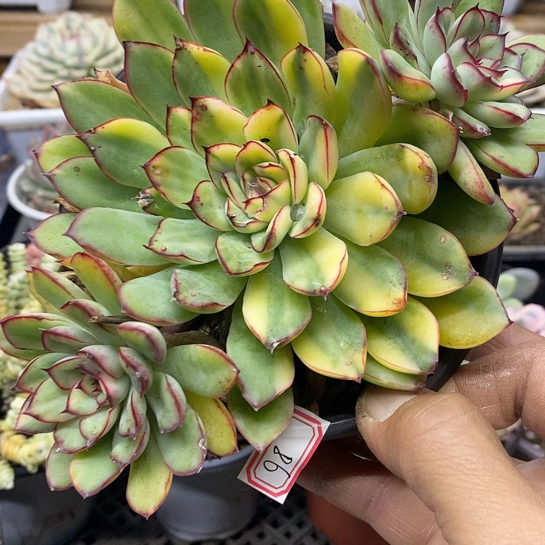 0586 大花月夜花脸锦