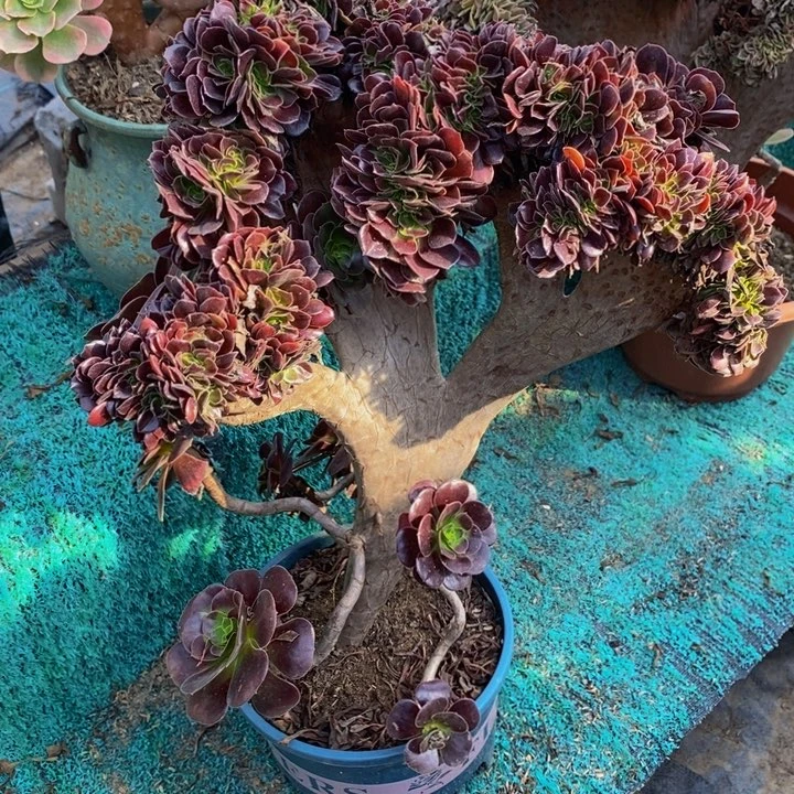 完全开放欧紫缀化多肉1颗多肉
