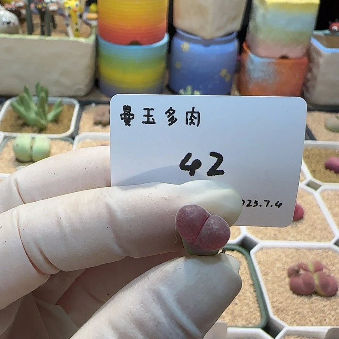 一***生多肉多肉多肉7.4-042