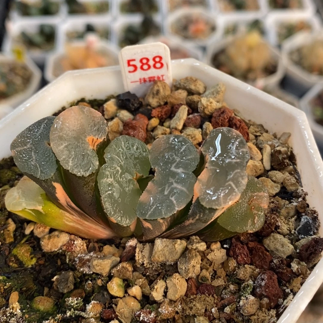 不开花植物588大绳