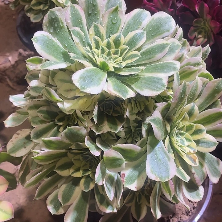 迈巴赫一棵脱土发货16.8