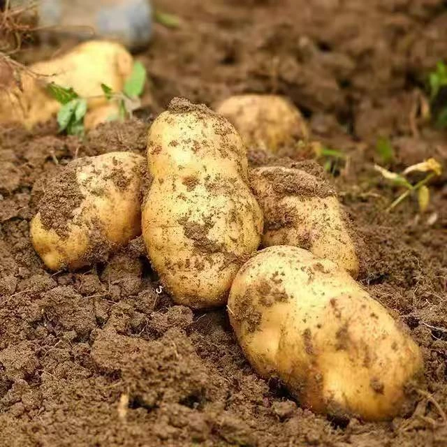 恩施马尔科高山农家种植黄皮黄心老品种土豆沙糯粉面