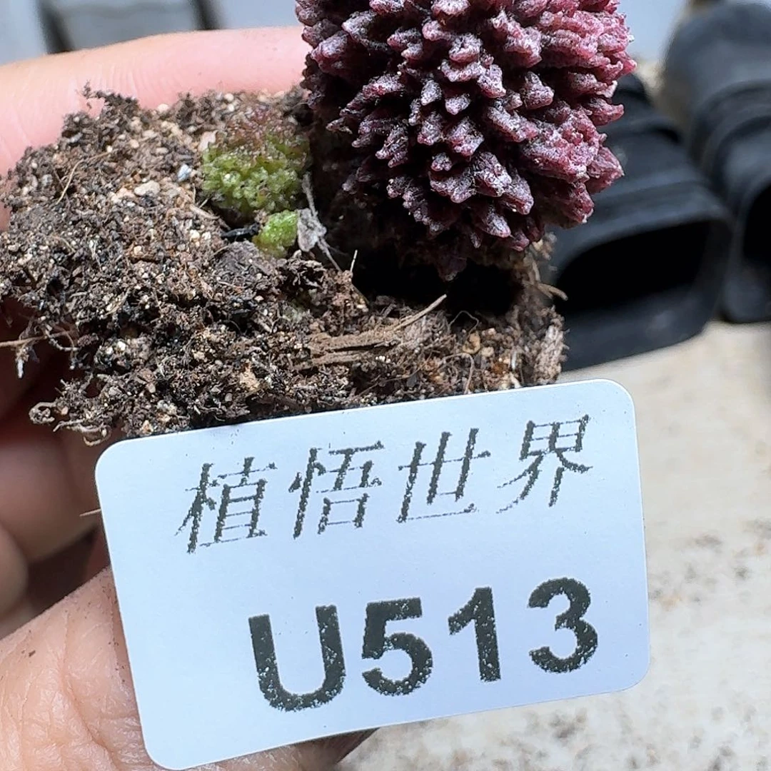 513号多肉植物哇fv b