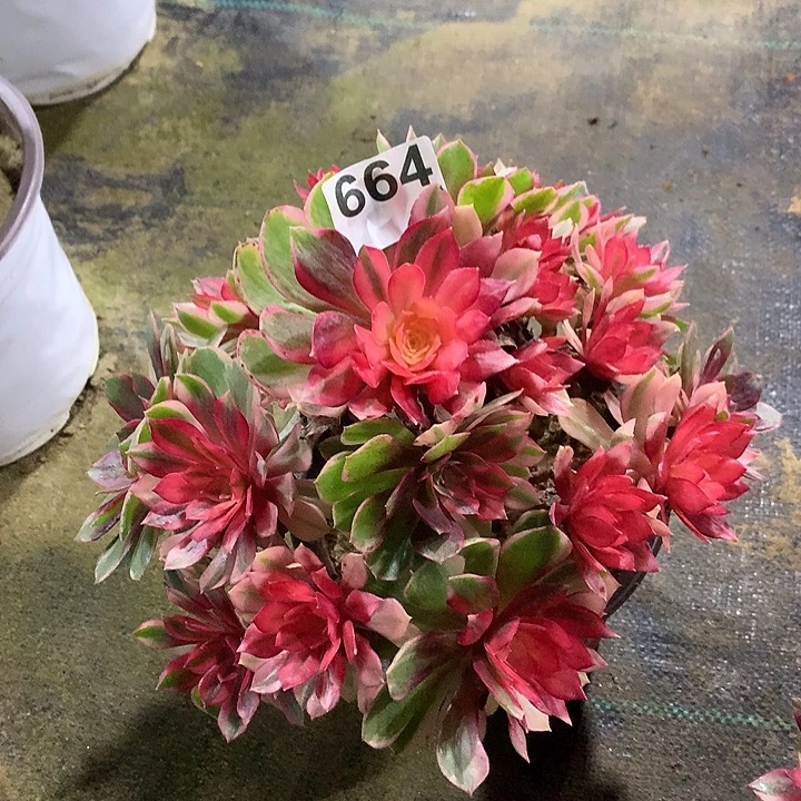 虹***法师黑魔锦6640000