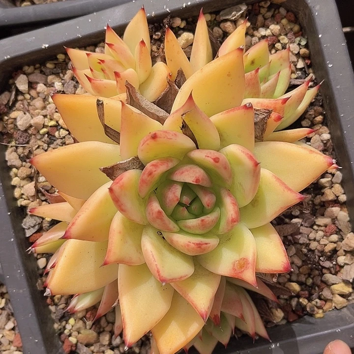 东云杂24116多肉植物