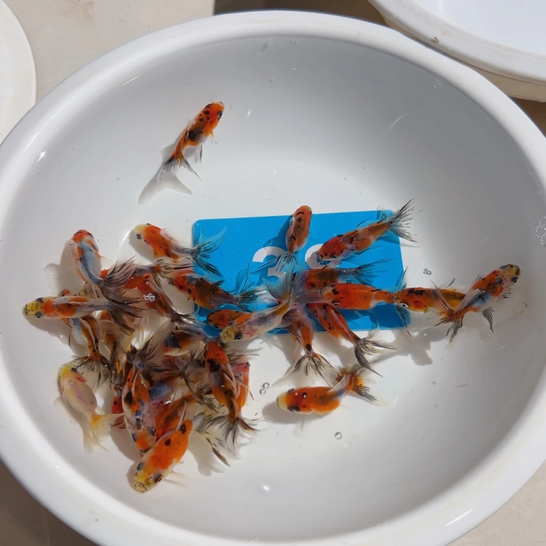 金鱼花泰师11111111