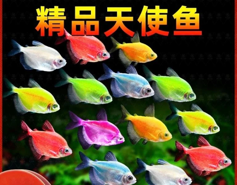 七彩天使鱼小型热带观赏鱼颜色丰富群游好养适合新手饲养