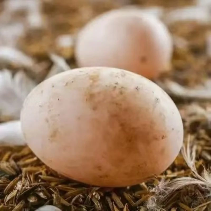 【宠粉福利试吃蛋】高山纯天然白鹭鸭蛋