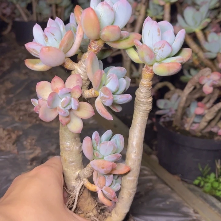 灰姑娘老桩造型多头