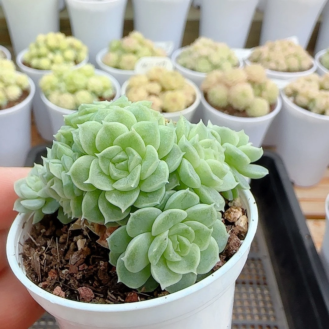 1109-119（优选麦杆）