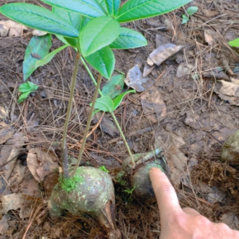 【闪购商品】无花朵