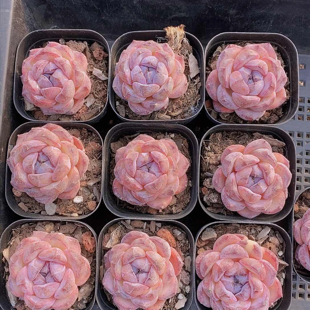 0225-小黑橙单头福利一颗 量拍