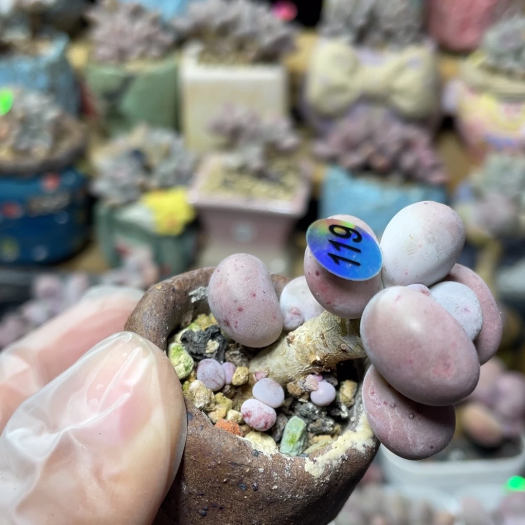 芭比奶酪多肉植物