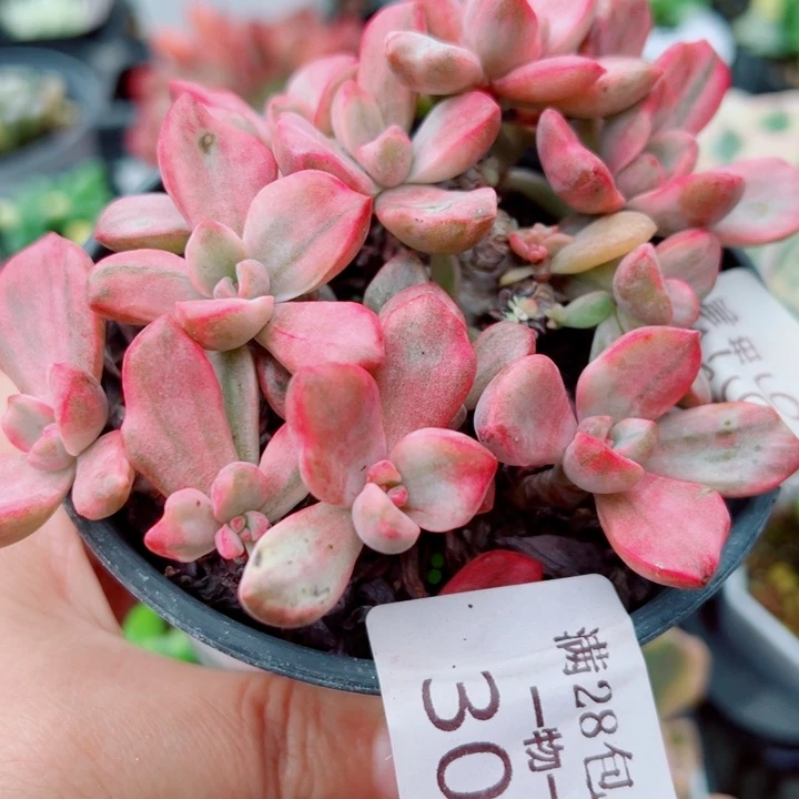彩虹糖锦多肉植物301