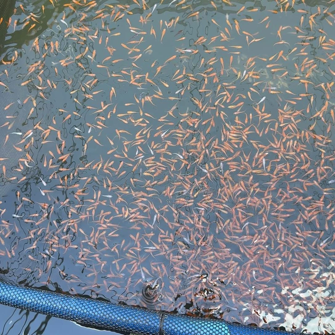 青鳉1.5-2cm红帝100条