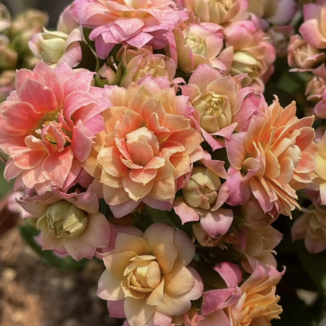 复色星光110盆花苞发货