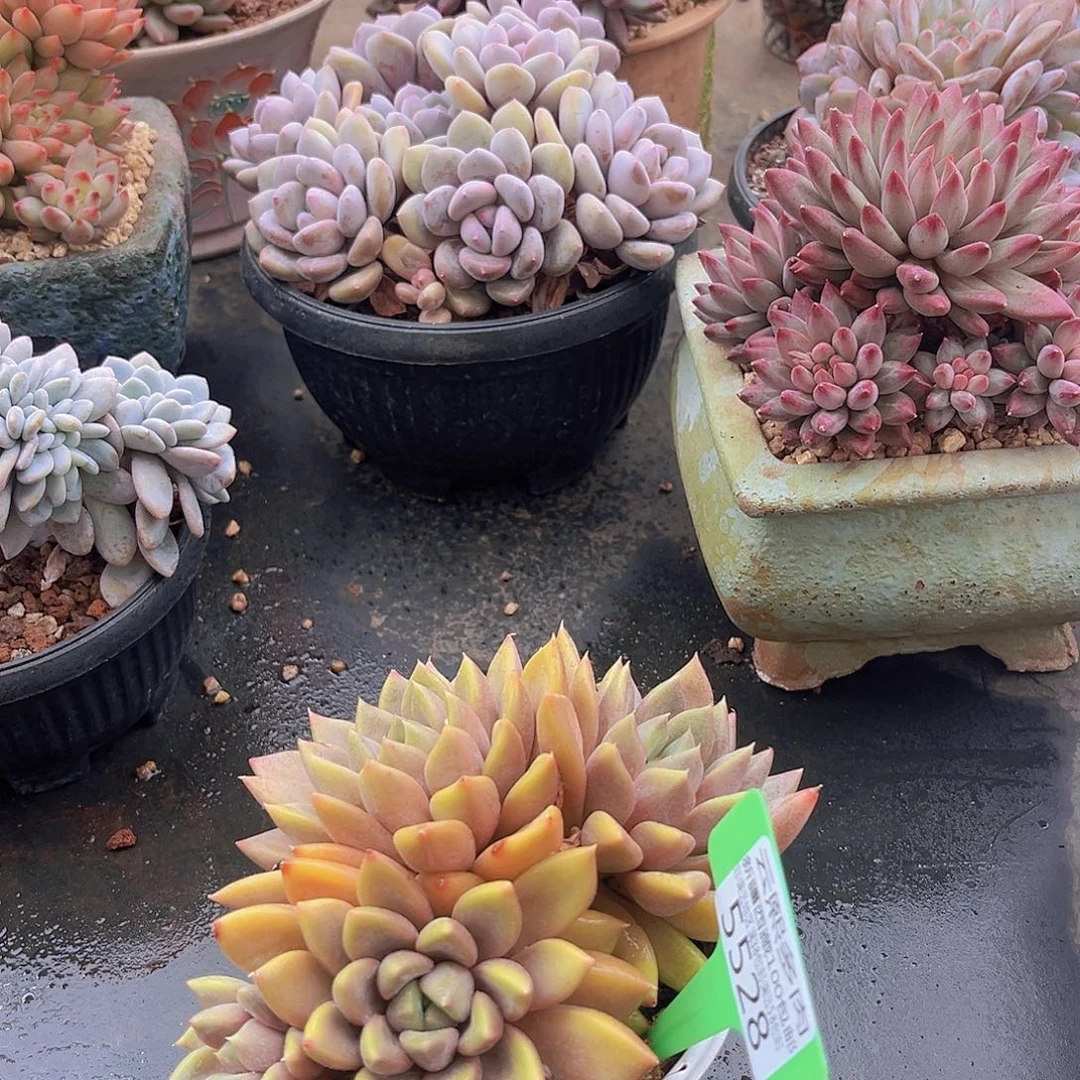 5528象牙多肉植物