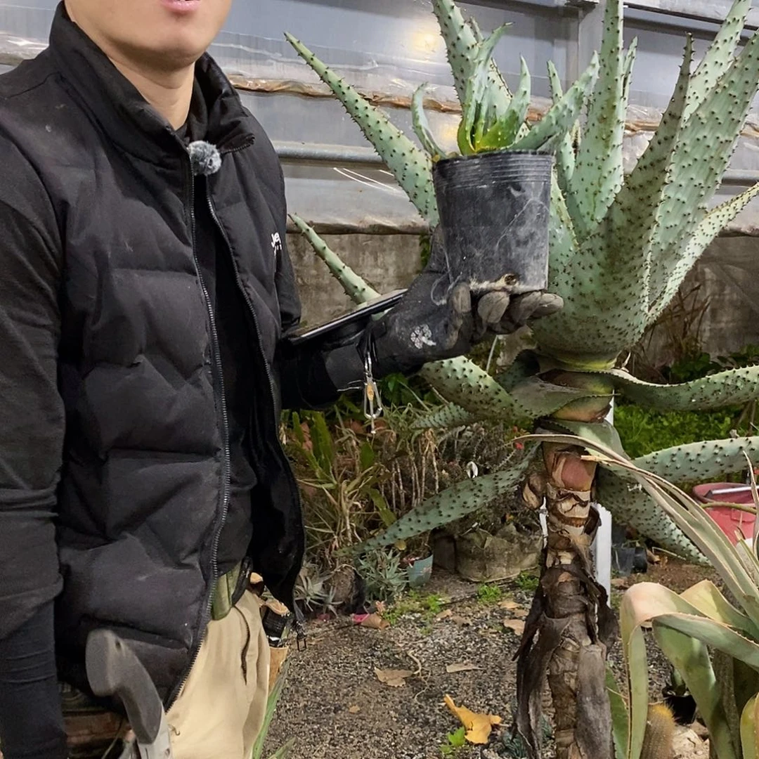 山地芦荟冠幅20公分左右