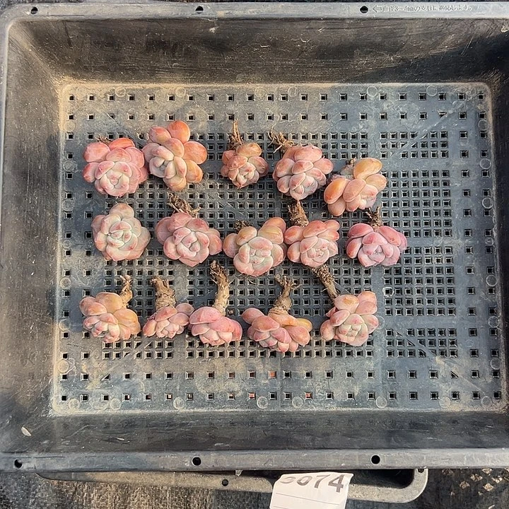 3081，15个紫梦露脱土发货不圆有瑕疵