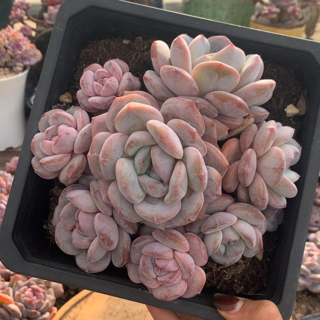 石榴籽无砍花花花花