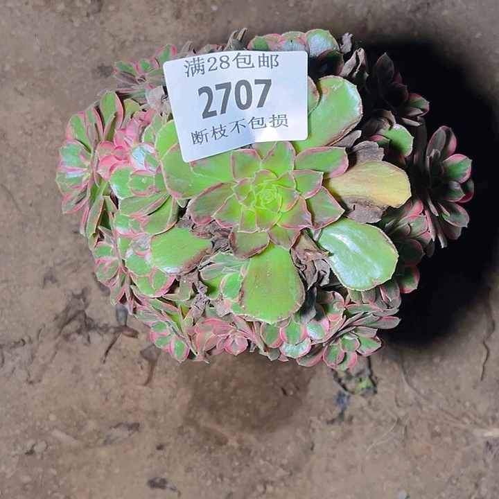 2707安娜多肉植物保护