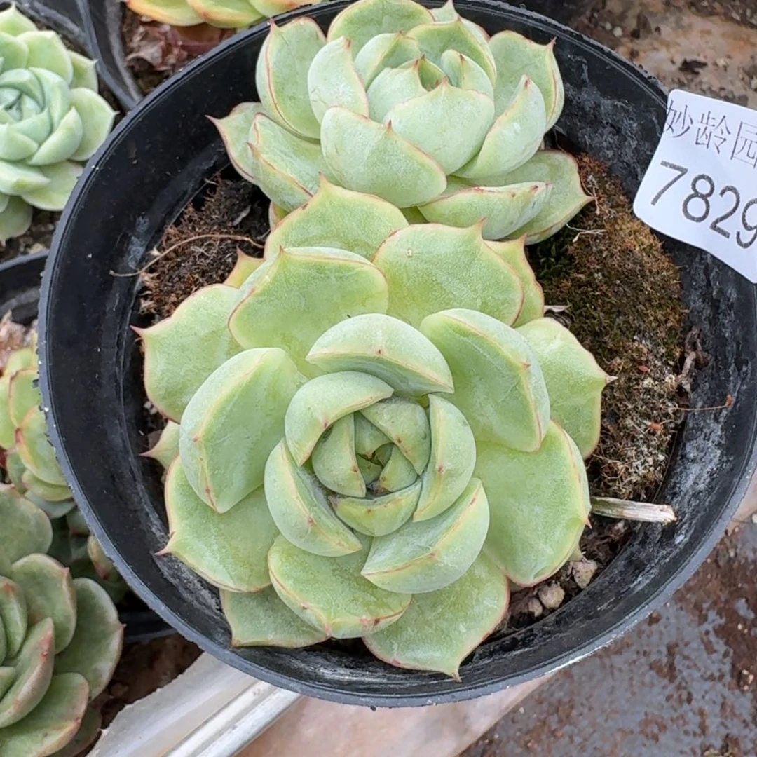 叮***57829杂交多肉植物基地