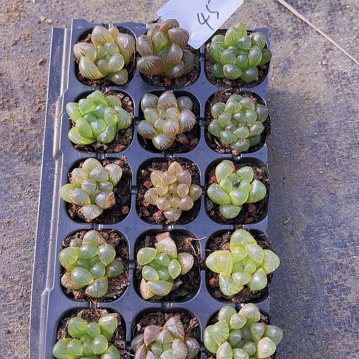 直播福利一物一拍45