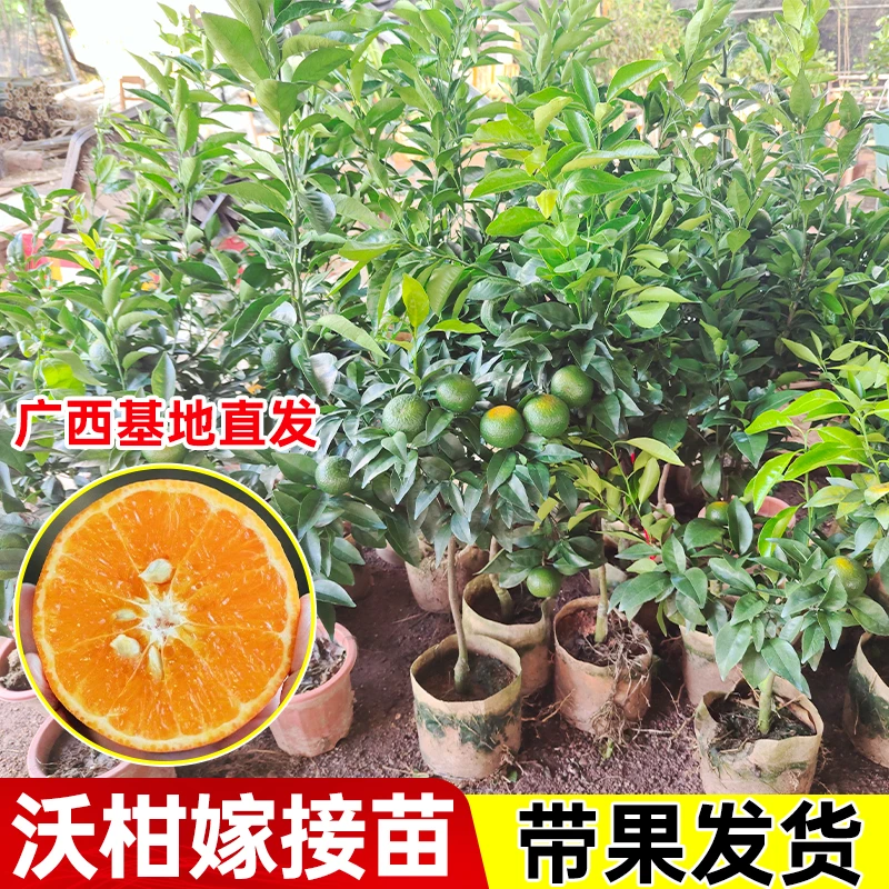 广西沃柑树苗盆栽嫁接柑橘原土带叶杯苗地栽盆栽正宗果树苗木南方