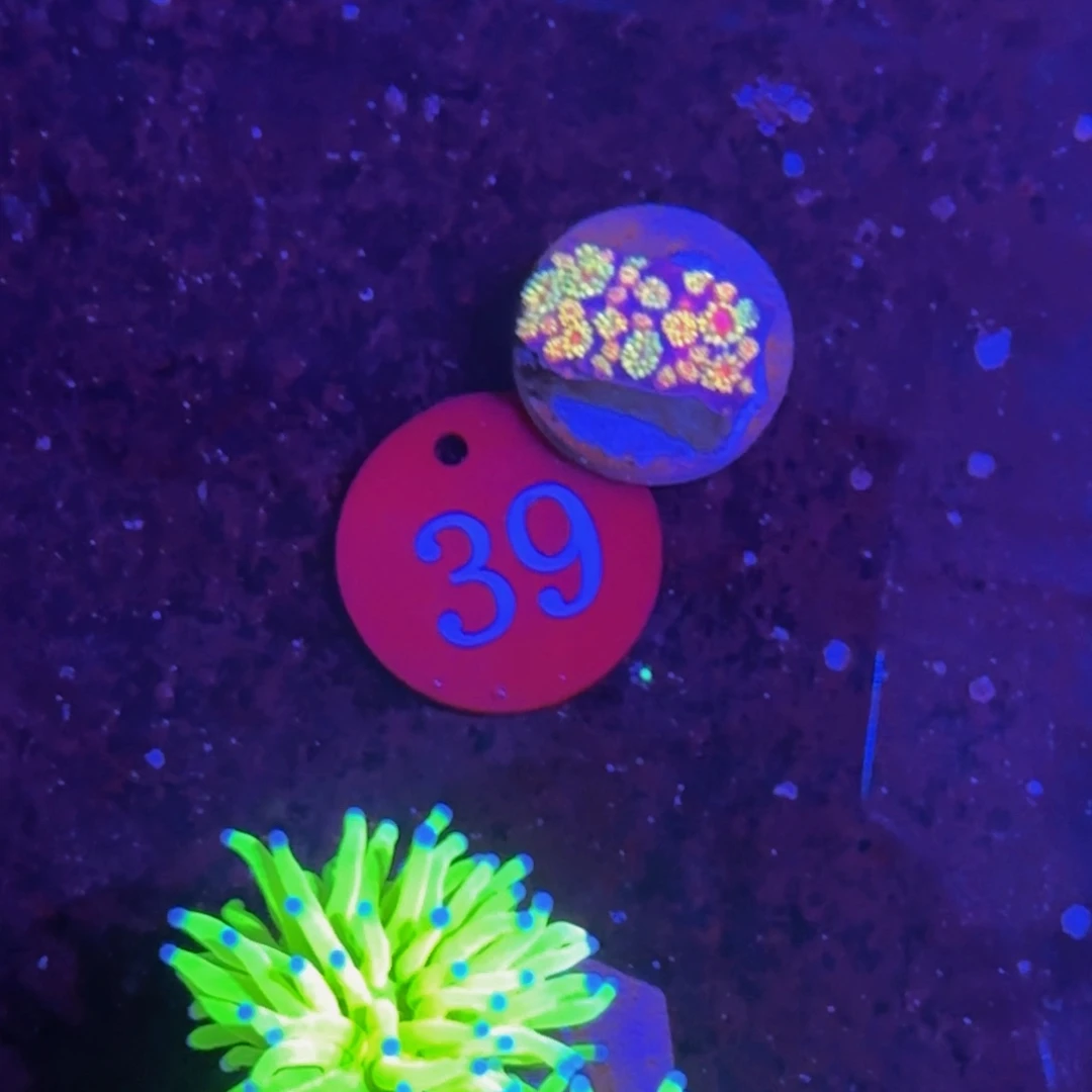 万鱼来朝海水观赏