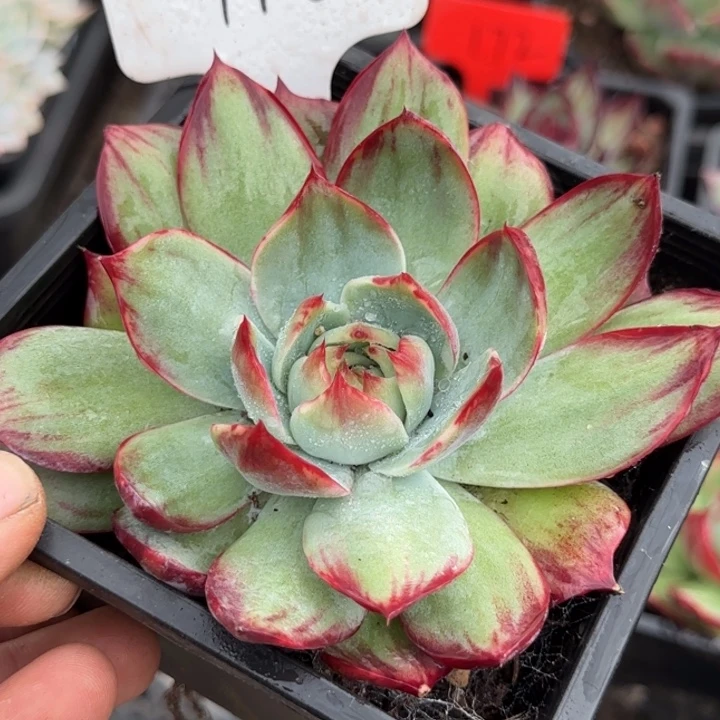 惊鸿一物一拍包装收缩花旱116