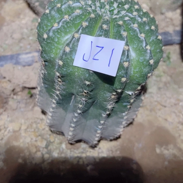 拽*J21金刚一颗30