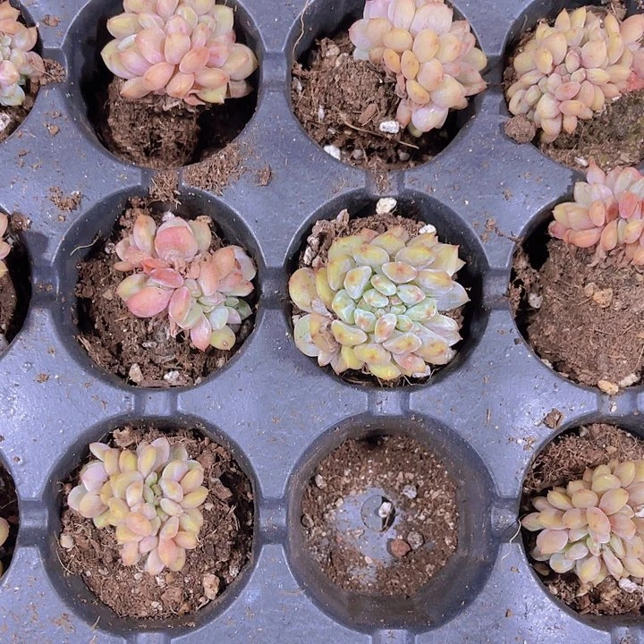 精品凌雪缀化多肉植物