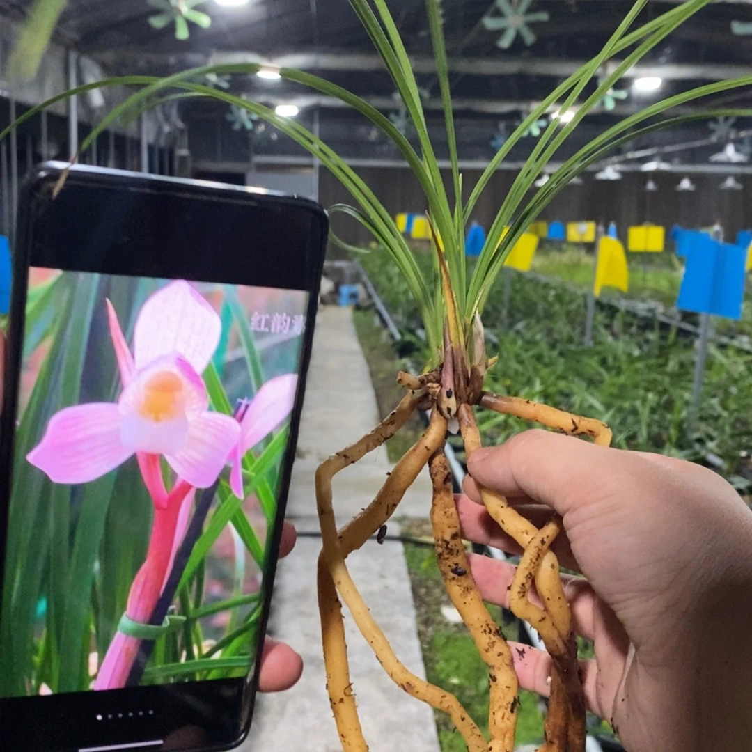 当前无花栽培后可以开花红韵素