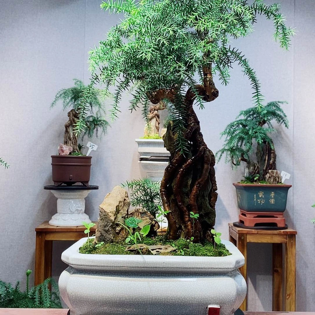 黒****无花朵澳洲杉1111