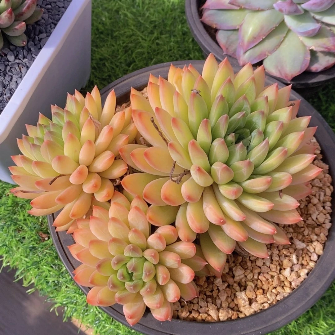 星际迷航 一物一拍